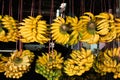 Rows of hanging yellow banana