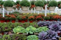 Rows of hardy mums, aster plants, and ornamental cabbages on wood shelves at local market Royalty Free Stock Photo