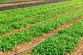 Rows of harvest of arugula on farm field