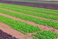 Rows of harvest of arugula on farm field