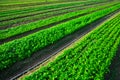 Rows of harvest of arugula in garden outdoor