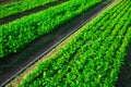 Rows of harvest of arugula in garden outdoor