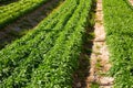 Rows of harvest of arugula in garden outdoor, no people