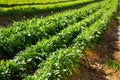 Rows of harvest of arugula in garden outdoor, no people