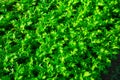 Rows of harvest of arugula in garden outdoor