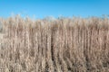 Rows of harvest ripe triticale against the blue sky Royalty Free Stock Photo