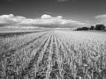 Rows of harvested crops in a field leading towards the distant horizon (monochrome shot