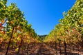 Rows of harvested grape vines in the sun Royalty Free Stock Photo