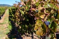 Rows of harvested grape vines in the sun Royalty Free Stock Photo