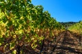 Rows of harvested grape vines in the sun Royalty Free Stock Photo