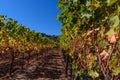 Rows of harvested grape vines in the sun Royalty Free Stock Photo