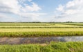 Rows of harvested grass in summertime