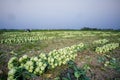 Rows of harvested kohlrabi vegetables