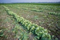 Rows of harvested kohlrabi vegetables