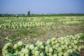 Rows of harvested kohlrabi vegetables