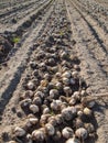 Rows of harvested tulip bulbs on soil