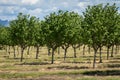 Hazelnut Filbert Trees in an Orchard in the Willamette Valley