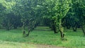 Rows of hazelnut plantation in Samegrelo region. Georgia.