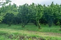 Rows of hazelnut plantation in Samegrelo region. Georgia.