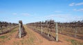 Rows of Hedged Chardonnay Vines Against Blue Sky. Royalty Free Stock Photo