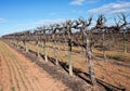 Row of Hedged Chardonnay Vines. Royalty Free Stock Photo