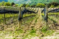 Rows of high altitude vineyars on catalan Pyrinees