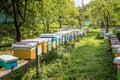 Rows of honey bee nucleus hives on a stand in an apiary in sunshine Royalty Free Stock Photo