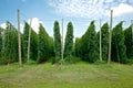 Rows of Hop Plants Growing in a Hop-Yard Close to Harvest Time