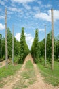 Rows of Hop Plants Growing in a Hop-Yard Close to Harvest Time