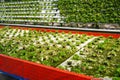 Rows of hydroponic lettuce that are damaged and affected by pests Royalty Free Stock Photo