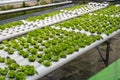 Rows of hydroponic lettuce that are damaged and affected by pests Royalty Free Stock Photo