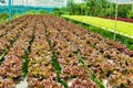 Rows of hydroponically grown red and green lettuce at an organic vegetable farm Royalty Free Stock Photo