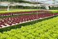 Rows of hydroponically grown red and green lettuce Royalty Free Stock Photo