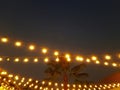 Rows of Illuminated Hanging Light Bulbs with Palm Tree in the Back at Night