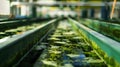 Rows of large tanks are filled with an algae mixture carefully monitored by a team of workers. The microalgae within are