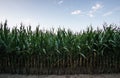 Rows of Late Summer Corn Royalty Free Stock Photo