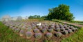 Rows of lavender bushes in a garden