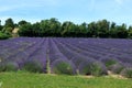 Rows of Lavender bushes in a landscape scene Royalty Free Stock Photo