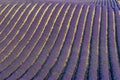 Rows of lavender field at sunset in Provence Royalty Free Stock Photo