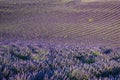 Rows of lavender field at sunset in Provence Royalty Free Stock Photo