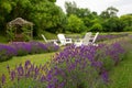 Rows of lavender in a field with white adirondack chairs Royalty Free Stock Photo