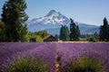 Rows of Lavender leading towards Mount Hood in Oregon Royalty Free Stock Photo