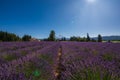 Rows of Lavender leading towards Mount Hood in Oregon Royalty Free Stock Photo