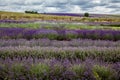 Rows of lavender plands Royalty Free Stock Photo