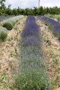 Rows of lavender plants in bloom Royalty Free Stock Photo