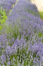 Close-up of a row of lavender plants Royalty Free Stock Photo