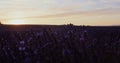 Beautiful sunrise on lavender field in provence