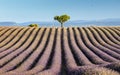 Rows of lavender and single tree on horizon Royalty Free Stock Photo