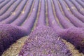 Rows of lavenders, Provence, France