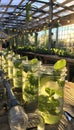 Sustainable Hydroponic Farming with LED Lighting in a Modern Greenhouse Royalty Free Stock Photo